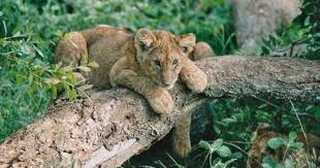 The Wildlife Discovery Tour (Southbound)